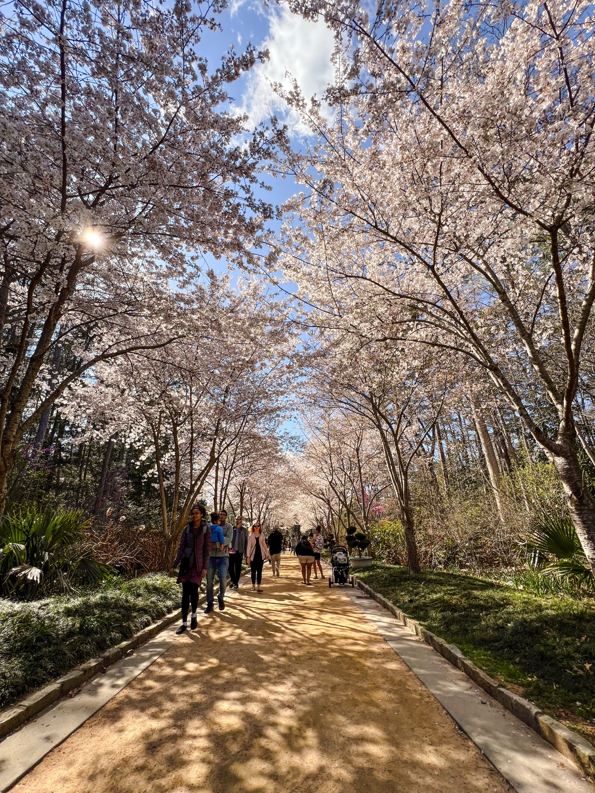 Duke Gardens cherry blossoms Durham NC